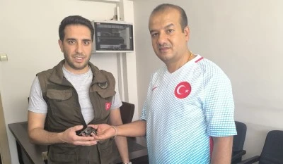 Kilis'te ender bulunan bir kuş türü görüldü
