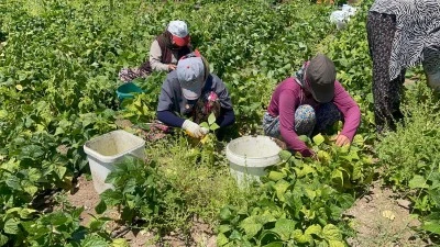Kilis’te fasulye tarlada 20 TL, markette 60 TL! Üretici eziliyor