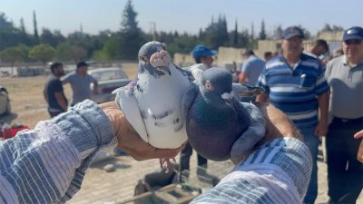 Kilis’te güvercin pazarı ilgi görüyor