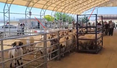 Kilis’te Hayvan Pazarı Bayramda Neden Sessiz?