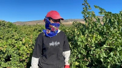 Kilis’te hem üzüm topluyor hem de üniversite okuyor