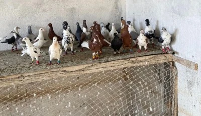 Kilis’te hırsız damda suçüstü yakalandı
