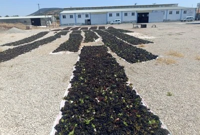 Kilis’te Horozkarası üzümler kurutuluyor
