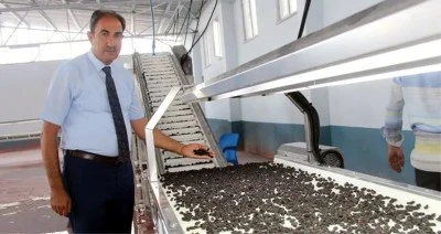 Kilis’te horozkarası üzümün kilosu 200 ile 300 TL arasında satılıyor