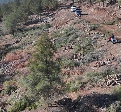 Kilis&rsquo;te Kabuk B&ouml;ceği Alarmı: Zarar G&ouml;ren Ağa&ccedil;lar Kesiliyor