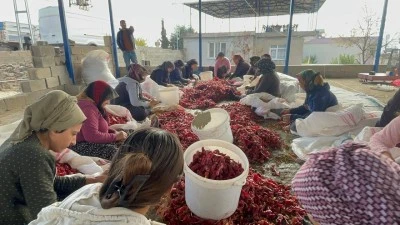 Kilis’te Kadınları Biber Çöpü Kazanç Kapları Oldu