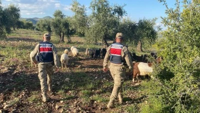 Kilis&rsquo;te Kara&ccedil;avuş ve Tahtalıkaradut K&ouml;ylerinde Kayıp Koyun ve Ke&ccedil;iler Bulundu