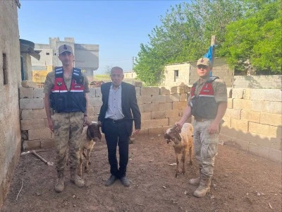 Kilis&rsquo;te Kaybolan Kurbanlık Hayvanlar Bulundu