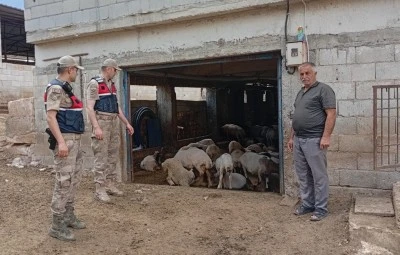 Kilis’te Kaybolan Kurbanlık Hayvanları Jandarma Ekipleri Buldu