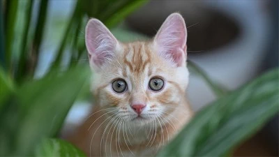 Kilis'te kedi almak isterken dolandırıldı