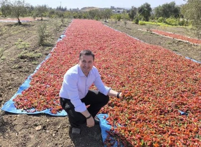 Kilis'te kırmızı baharatlık biberin hasadı devam ediyor