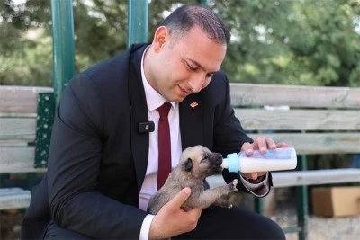 Kilis'te köpek kısırlaştırma sayısı 2 kat arttı