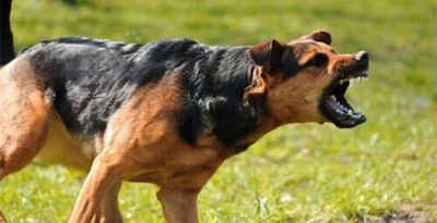 Kilis’te Köpek Saldırısı: 12 Yaşındaki Çocuk Yaralandı