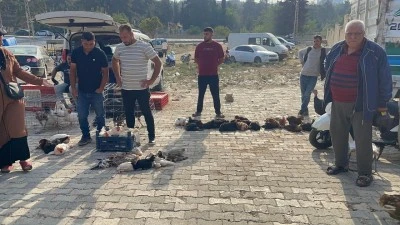 Kilis&rsquo;te K&ouml;y Tavuklarının Fiyatları D&uuml;şt&uuml;! Satışlar Yine de Durgun