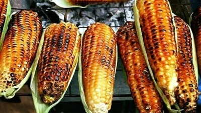 Kilis'te Közde Mısır revaçta