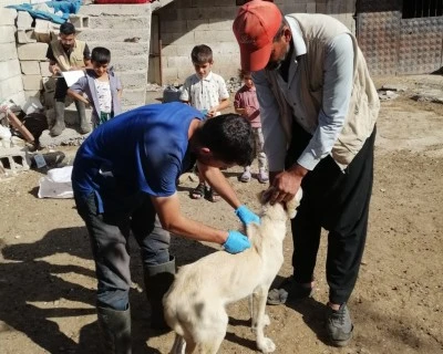 Kilis’te Kuduzla Mücadele