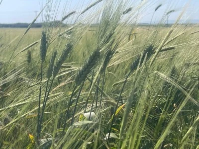 Kilis&rsquo;te Kuraklığın Yerini Bereket Aldı Buğdayda Rekor Hasat Beklentisi