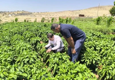 Kilis’te kuraklık, biber ekim alanlarını olumsuz etkiledi