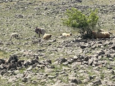 Kilis’te Kuraklık Meraları Vurdu: Ot ve Su Kalmadı(ÖZEL HABER)