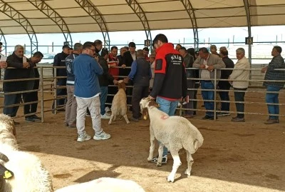 Kilis&rsquo;te Kurban Pazarı Denetlendi