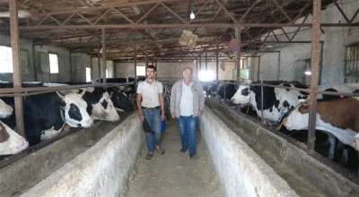 Kilis'te kurbanlık alırken bu uyarılara dikkat!