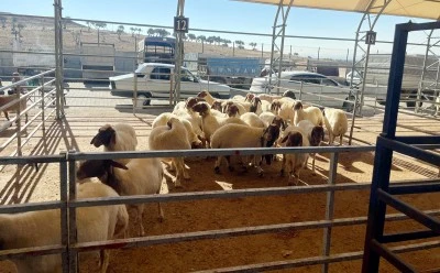 Kilis’te kurbanlık fiyatları netleşiyor