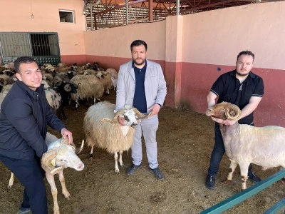 Kilis&rsquo;te Kurbanlık Hareketliliği Başladı  