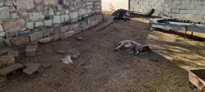 Kilis’te Kurt Ahıra Saldırdı: 3 Küçükbaş Telef, 2 Hayvan Yaralı