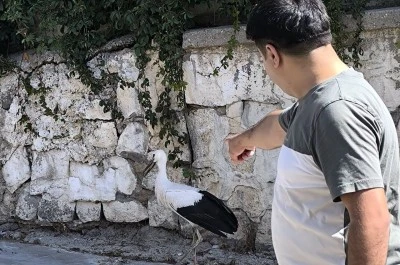 Kilis&rsquo;te Leylek S&uuml;rprizi! Vatandaşlar Harekete Ge&ccedil;ti