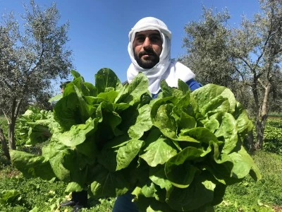 Kilis’te marul hasadı başladı [ÖZEL HABER]