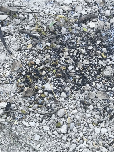 Kilis&rsquo;te Nohut Firiği Mesaisi Başladı