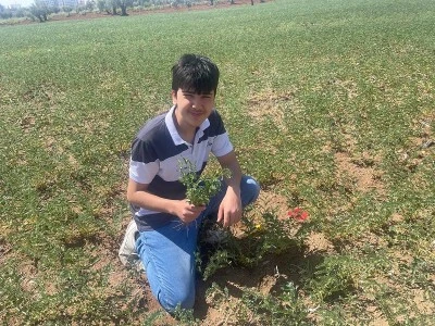 Kilis’te Nohut Yetiştiriciliği Artıyor: Yerli Tohumlar Çiçek Açtı