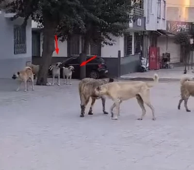 Kilis’te okul yanında başıboş köpek endişesi