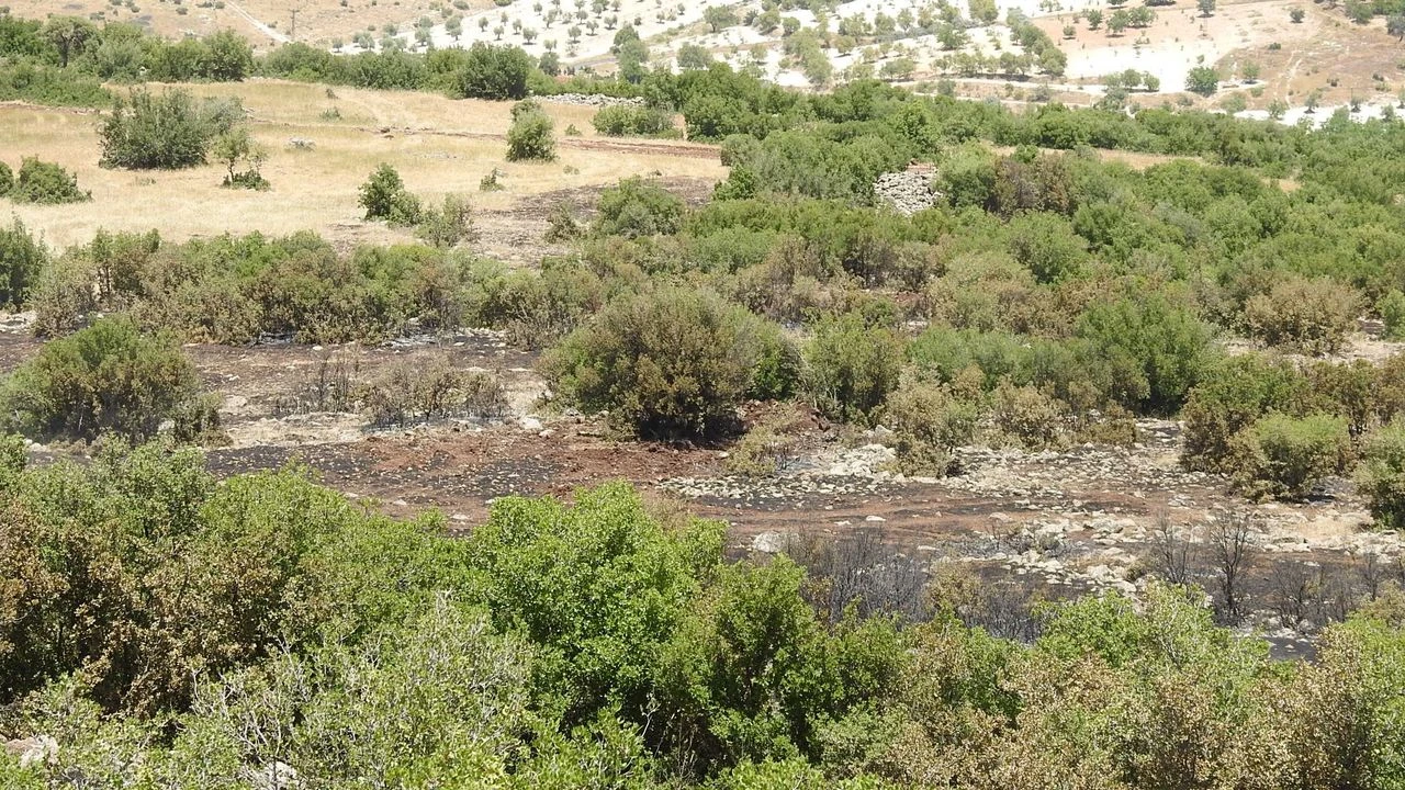 Kilis'te Orman Var mı?