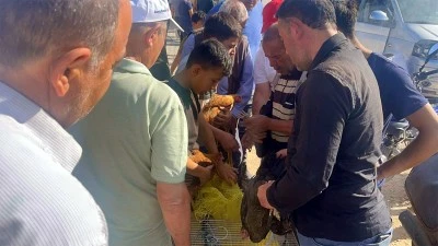 Kilis’te pazarda köy tavuğuna yoğun ilgi