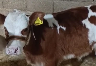  Kilis&rsquo;te Pikaptan D&uuml;şen Buzağı Aranıyor