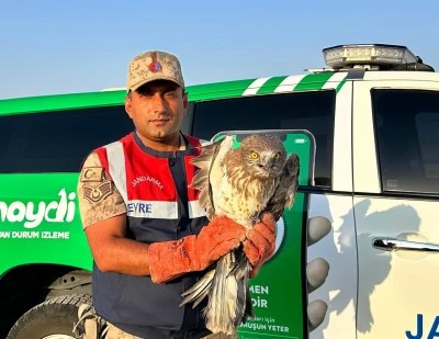 Kilis’te Şahin Koruma Altına Alındı