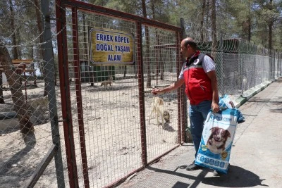Kilis'te sahipsiz köpeklerin yeni yuvası oldu