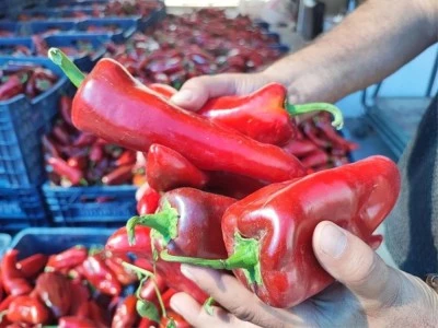 Kilis’te salçalık kırmızıbiber fiyatı ne kadar?