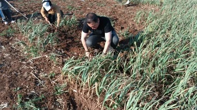 Kilis'te sarımsak hasadı devam ediyor