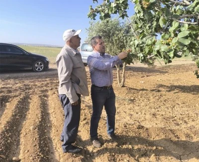 Kilis'te sebze meyvede hastalık ve zararlı incelemesi yapıldı
