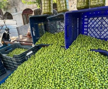 Kilis’te sofralık yeşil zeytin çıktı