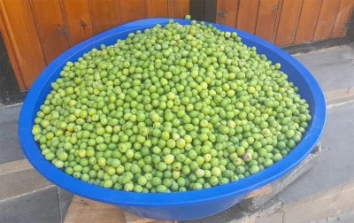 Kilis’te sofralık yeşil zeytin piyasaya çıktı! Kilosu ne kadar?