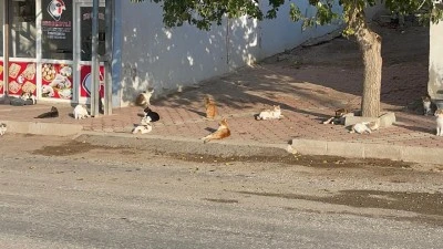 Kilis’te Sokak Kedilerinin Sabah Mesaisi