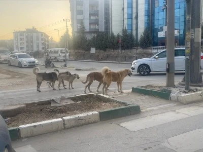 Kilis’te Sokak Köpekleri Sorunu Büyüyor: Vatandaşlar Endişeli