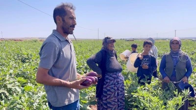 Kilis’te Suriyeli Çiftçi: Türk İşçilerle Birlikte Üretiyoruz