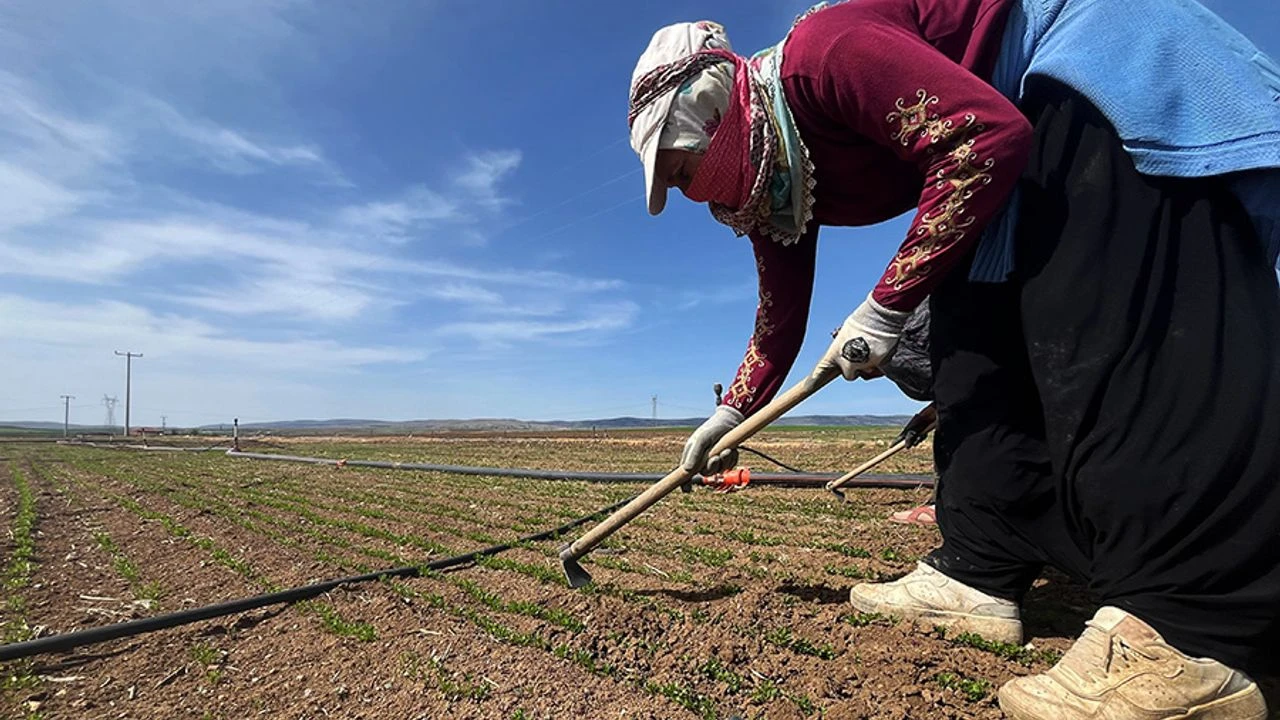 Kilis'te tarım işçisi sayısı azaldı mı?