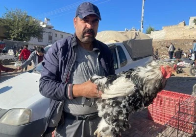 Kilis’te tavuk fiyatları dudak uçuklattı