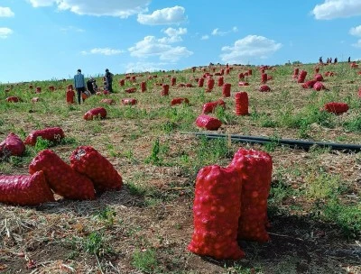 Kilis’te üretici zor durumda