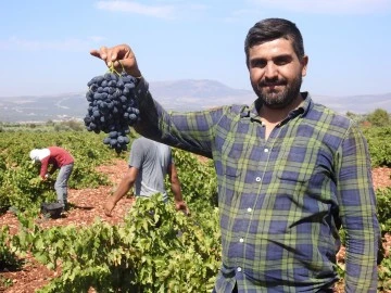 Kilis'te üzüm hasadı başladı